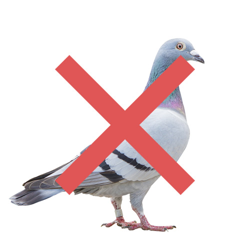 鳩被害の対策はお任せ下さい