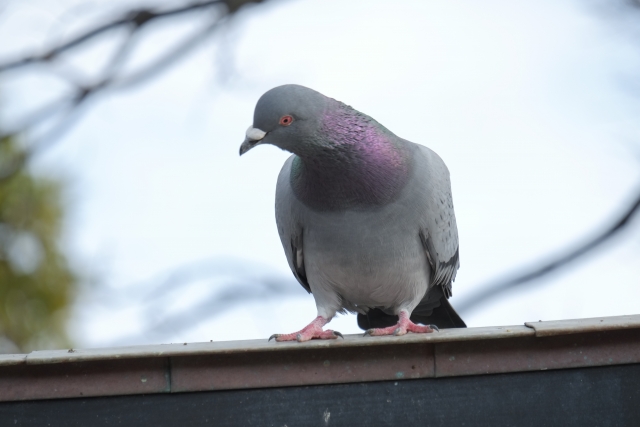 鳥インフルエンザ